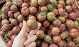 Mận trái mùa 'giá chát' nhưng vẫn hấp dẫn chị em
