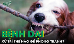 C&#225;ch xử tr&#237; vết thương để tr&#225;nh bệnh dại khi bị ch&#243; m&#232;o cắn