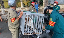 Chuyện về đội săn bắt ch&#243; thả r&#244;ng