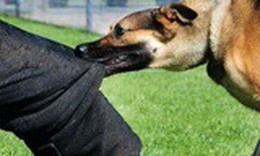 Đánh chết chó thả rông cắn người có phải bồi thường?