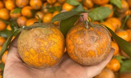 Sự thật về Quýt sim giá 40.000 đồng/kg bán tràn lan trên MXH