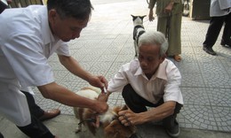 Người d&#226;n ti&#234;m ph&#242;ng dại tăng đột biến, địa phương &#39;sốt sắng&#39; quản l&#253; đ&#224;n ch&#243; m&#232;o