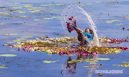 Theo chân nông dân miền Tây thu hoạch hoa súng mùa nước nổi