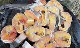Cẩn trọng với cá tầm được bán với giá 99.000 đồng/kg trên mạng xã hội