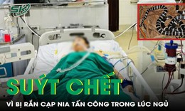 Hai người su&#253;t chết v&#236; bị rắn cạp nia cắn trong l&#250;c ngủ