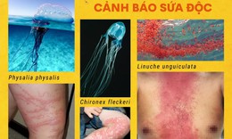 Chuyên gia chống độc chỉ cách thoát hiểm khi bị sứa lửa đốt