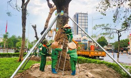 Hải Ph&#242;ng: D&#226;n mạng t&#242; m&#242; với h&#224;ng loạt c&#226;y xanh được truyền dịch