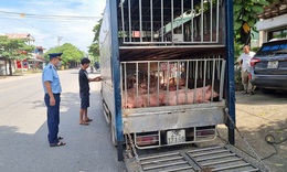 Chở gần 800kg lợn chết nghi nhiễm bệnh đi ti&#234;u thụ