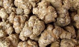 Tác dụng của củ tam thất