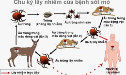 Thuốc nào điều trị sốt mò?