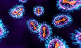 Virus HMPV g&#226;y vi&#234;m phổi ở người c&#243; l&#226;y qua quan hệ t&#236;nh dục?