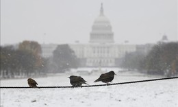 Thủ đ&#244; Washington ban bố t&#236;nh trạng khẩn cấp do tuyết rơi