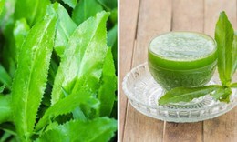 Nước lá mùi tàu có tác dụng chữa bệnh gì?