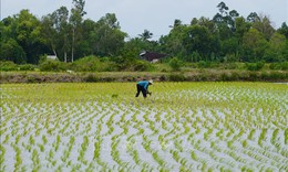 Nông dân thu lợi hàng trăm triệu đồng từ mô hình lúa-tôm hữu cơ xen canh