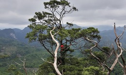 Quần thể c&#226;y qu&#253; hiếm c&#243; t&#234;n trong S&#225;ch đỏ, được xem l&#224; &#39;h&#243;a thạch sống&#39; của rừng xanh