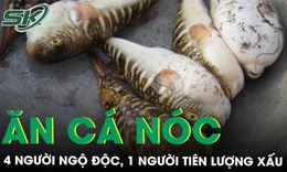 4 người trong một gia đình ngộ độc vì ăn cá nóc, 1 người tiên lượng xấu
