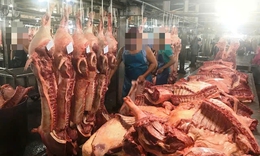 Hà Nội 'chốt' thời điểm xóa sổ cơ sở giết mổ động vật tự phát, không đủ điều kiện vệ sinh