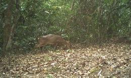 Lo&#224;i th&#250; m&#243;ng guốc cực kỳ qu&#253; hiếm ở rừng Phong Nha – Kẻ B&#224;ng