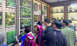 Bảo tồn nguồn gen dược liệu bản địa, đặc hữu – nền tảng phát triển bền vững trong tự nhiên