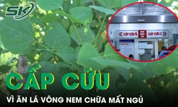 Cấp cứu vì tự ăn lá vông nem chữa mất ngủ