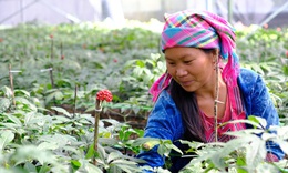 Lai Ch&#226;u ph&#225;t triển bền vững v&#249;ng trồng s&#226;m c&#243; gi&#225; trị kinh tế cao