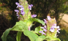 Ho&#224;n thiện cơ chế bảo tồn v&#224; ph&#225;t triển giống dược liệu: Bước đi chiến lược cho y học cổ truyền Việt Nam