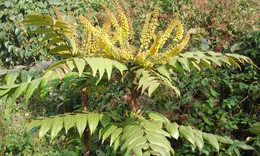 Ho&#224;n thiện ch&#237;nh s&#225;ch bảo tồn c&#226;y thuốc qu&#253;: Giữ g&#236;n &#39;ng&#226;n h&#224;ng sống&#39; của y học cổ truyền