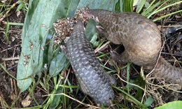 Video: Cho động vật qu&#253; hiếm ăn uống