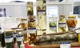 Tập trung nâng cao chất lượng y học cổ truyền, nhất là thuốc cổ truyền