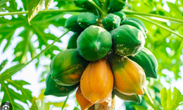 T&#225;c dụng của đu đủ xanh v&#224; đu đủ ch&#237;n kh&#225;c nhau thế n&#224;o?
