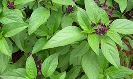 10 lợi &#237;ch sức khỏe của h&#250;ng quế tươi kh&#244;ng thể bỏ qua trong chế độ dinh dưỡng