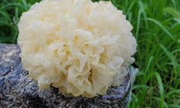 4 m&#243;n canh thuốc gi&#250;p dưỡng &#226;m, bảo vệ phổi trong m&#249;a lạnh