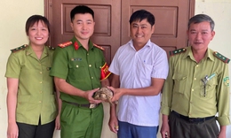 R&#249;a qu&#253; hiếm c&#243; nguy cơ tuyệt chủng b&#242; v&#224;o nh&#224; d&#226;n 