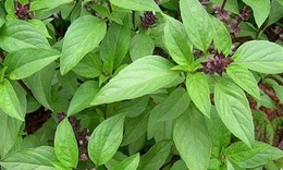 6 rủi ro tiềm ẩn khi lạm dụng h&#250;ng quế &#39;nữ ho&#224;ng rau thơm&#39;