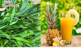 Dứa v&#224; Tre trong y học cổ truyền v&#224; tiềm năng ứng dụng trong y học hiện đại