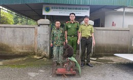 Hai c&#225; thể khỉ qu&#253; hiếm đi lạc v&#224;o nh&#224; d&#226;n