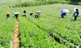 L&#224;o Cai n&#226;ng cao vai tr&#242; v&#224; vị thế y học cổ truyền trong chăm s&#243;c sức khỏe