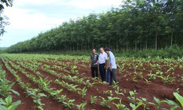 Gia Lai th&#250;c đẩy c&#226;y dược liệu ph&#225;t triển kinh tế