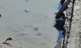 Hải Ph&#242;ng: Ph&#225;t hiện bộ xương người dưới lớp b&#249;n ao c&#225;