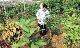 Giải ph&#225;p n&#224;o cho ph&#225;t triển dược liệu ở Ph&#250; Thọ?