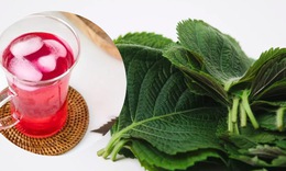 T&#225;c dụng của l&#225; t&#237;a t&#244; v&#224;o m&#249;a lạnh v&#224; 4 nh&#243;m người cần lưu &#253;