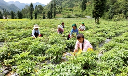 Sơn La th&#250;c đẩy ng&#224;nh dược liệu, n&#226;ng cao thu nhập cho đồng b&#224;o d&#226;n tộc