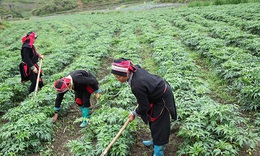 Cao Bằng: Giảm ngh&#232;o từ vườn dược liệu