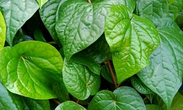 C&#225;ch d&#249;ng l&#225; trầu kh&#244;ng tốt cho sức khỏe