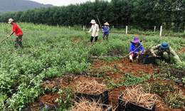 Khởi sắc kinh tế v&#249;ng cao nhờ c&#226;y dược liệu gi&#225; trị