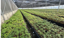 Vươn l&#234;n l&#224;m gi&#224;u từ s&#226;m Lai Ch&#226;u