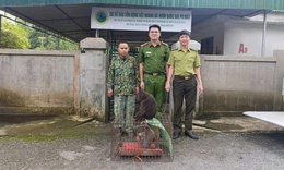 Người d&#226;n giao nộp khỉ mặt đỏ, khỉ mốc qu&#253; hiếm về rừng