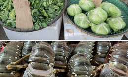 Sau mưa b&#227;o, t&#244;m h&#249;m Ph&#250; Y&#234;n t&#236;m nơi giải cứu từ 180.000 đồng/kg, người d&#226;n ở H&#224; Nội &#39;đo đếm&#39; từng cọng h&#224;nh v&#236; rau xanh đắt đỏ