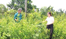 Đa dạng h&#243;a sinh kế, nghề trồng v&#224; chế biến dược liệu gi&#250;p b&#224; con tho&#225;t ngh&#232;o