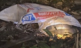 Rắn hổ mang chúa nặng 7 kg bất ngờ xuất hiện trong vườn nhà 